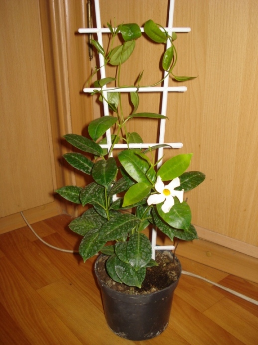 Копия DSC00003.JPG