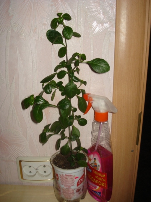 DSC00003.JPG