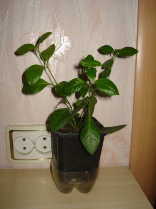 DSC00001.JPG