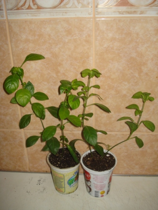 DSC00003.JPG