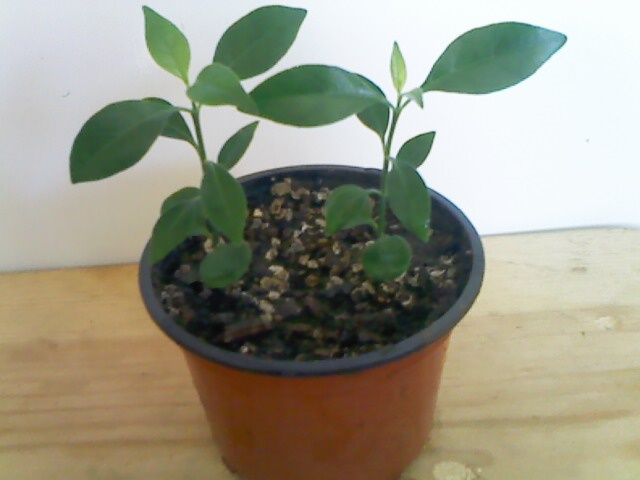 IMG00183.jpg