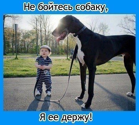 собака.jpg