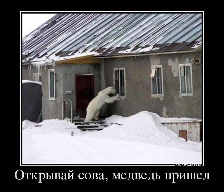 сова.jpg