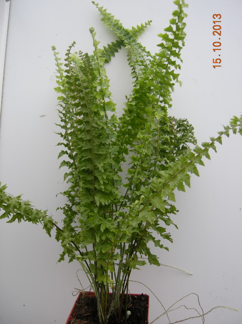 DSCN2863.JPG