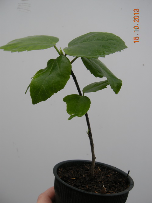 DSCN2855.JPG