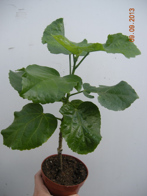 DSCN2509.JPG