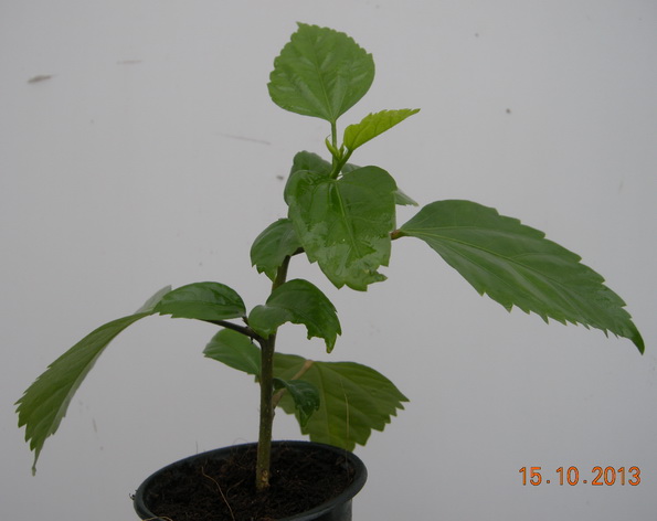 DSCN2853.JPG