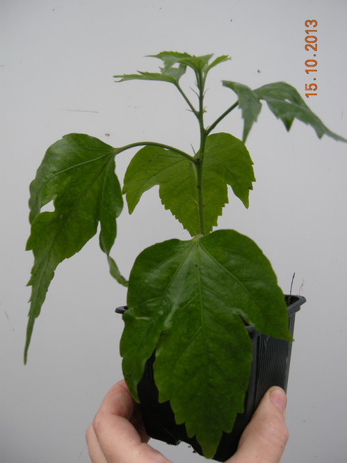 DSCN2856.JPG