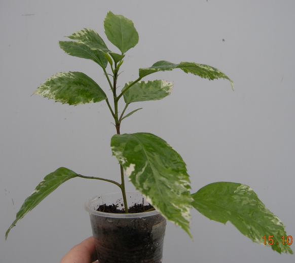 DSCN2854.JPG