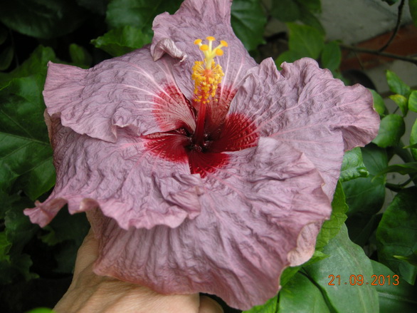 Purple Goddes..JPG