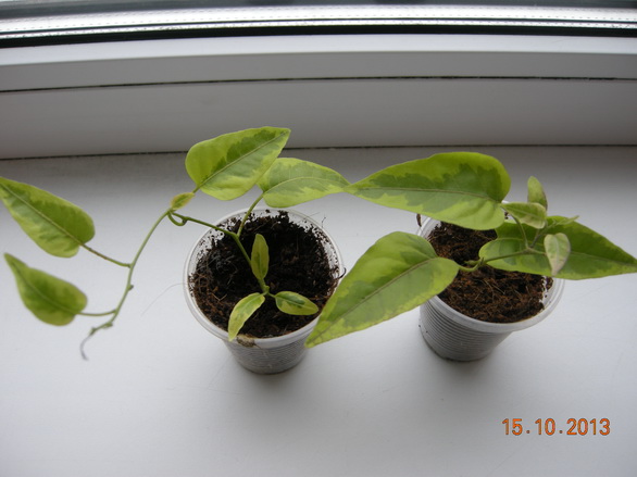 DSCN2864.JPG