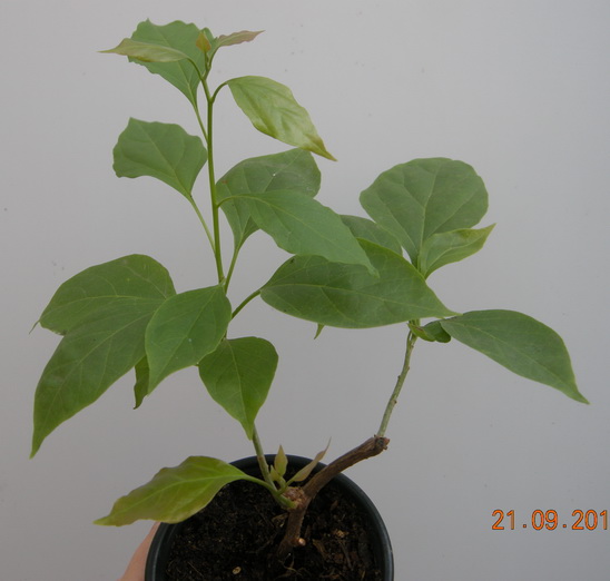 DSCN2580.JPG