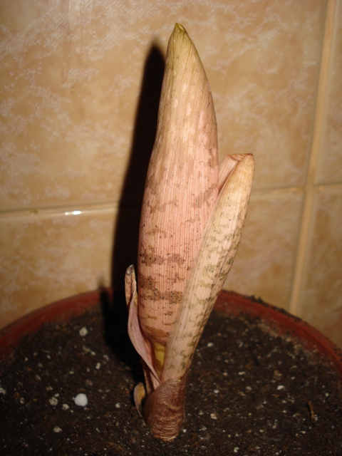 DSC07830.JPG