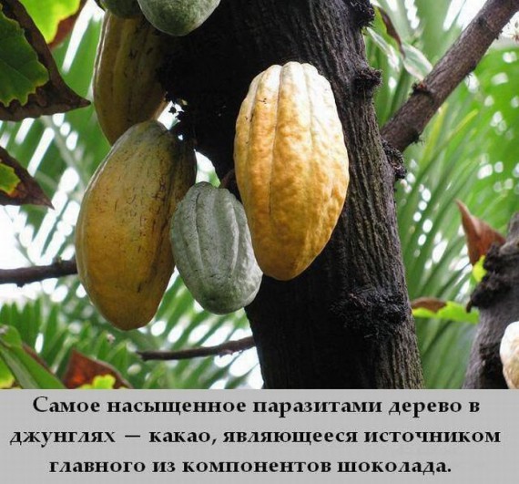 какао.jpg