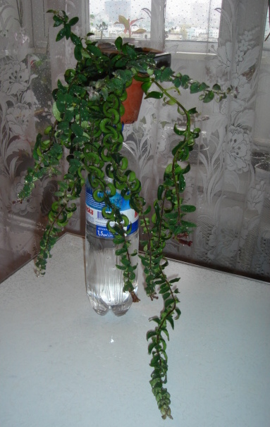 DSC00632.JPG