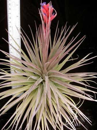 aeranthos-purple-fan-lg.jpg
