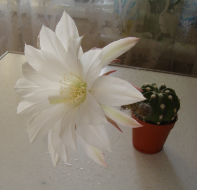 DSC00337.JPG