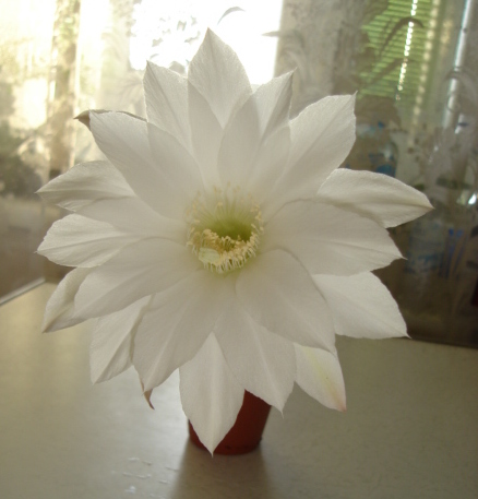 DSC00339.JPG