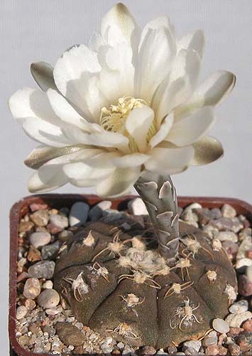 Gymnocalycium ragonesii.jpg