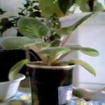 Фото0105.jpeg