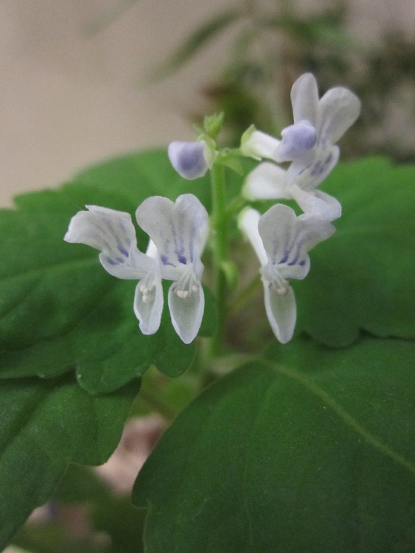 Plectranthus ernstii_1.JPG