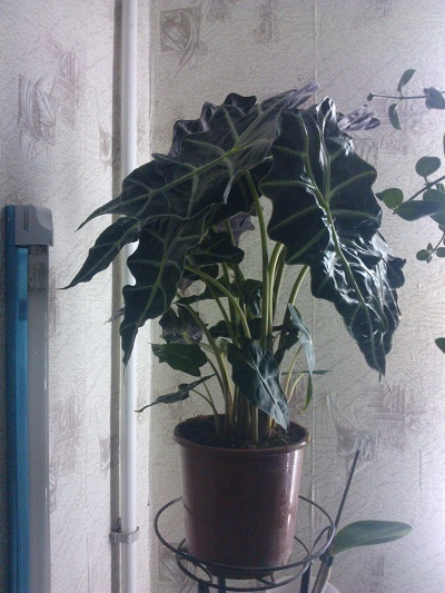 WP_000641.jpg