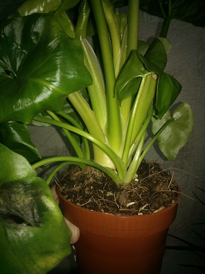 WP_000654.jpg