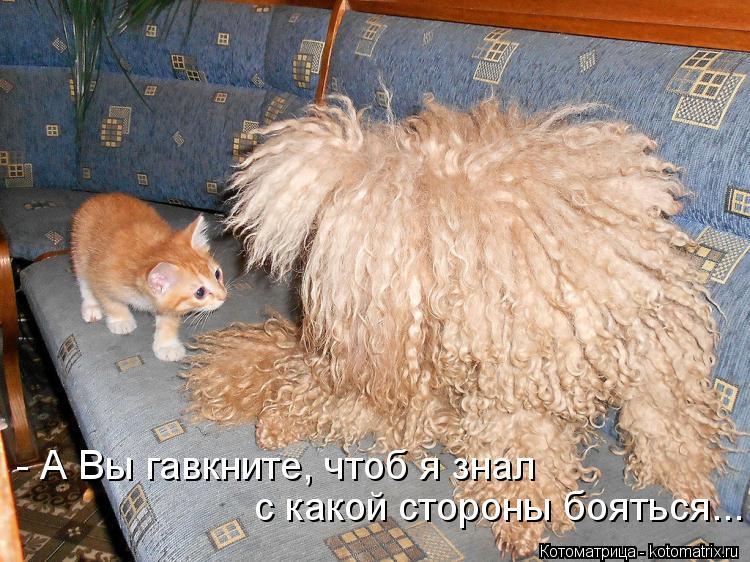 kotomatritsa_Of.jpg