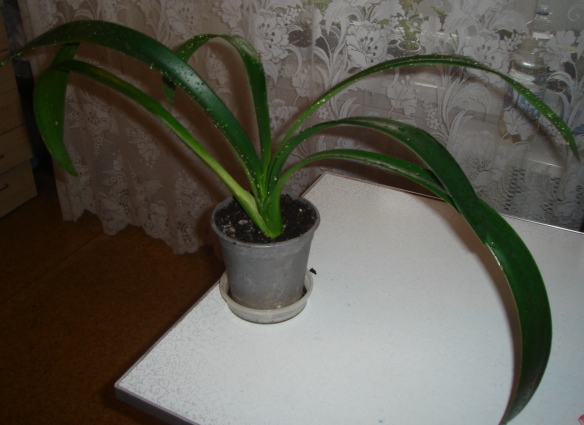 DSC00642.JPG