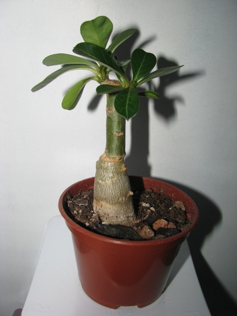 Копия IMG_0157.JPG