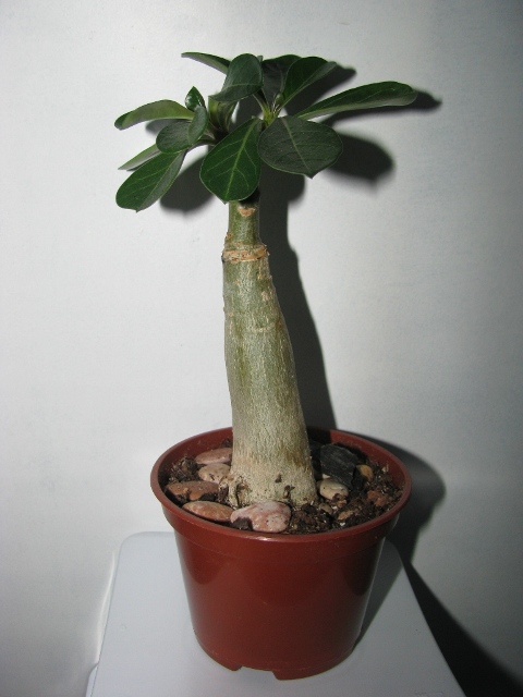 Копия IMG_0155.JPG