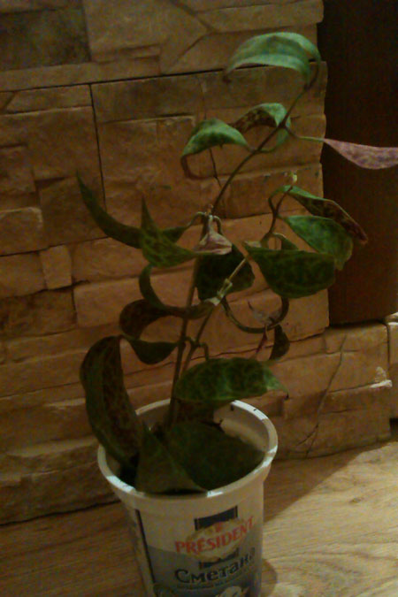 IMAG0493.jpg