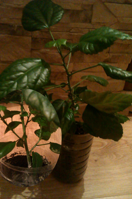 IMAG0502.jpg