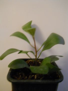 DSCN4317.JPG