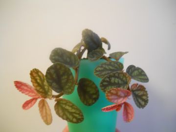 DSCN4316.JPG