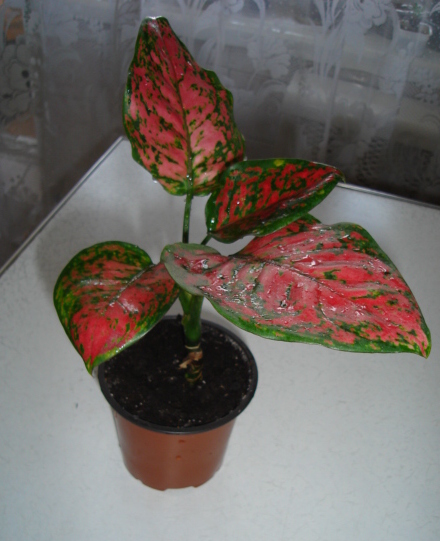DSC001.JPG