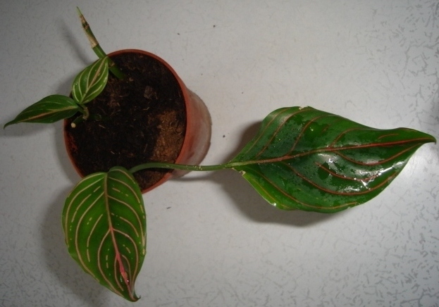 DSC004.JPG