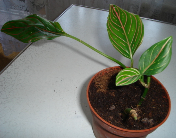 DSC002.JPG