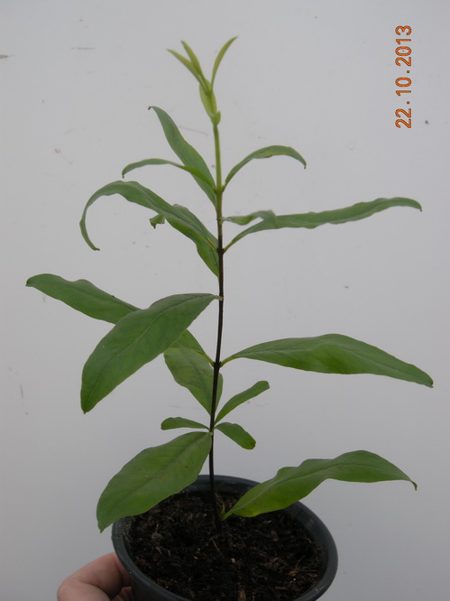 DSCN2870.JPG
