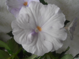 White Glory.JPG