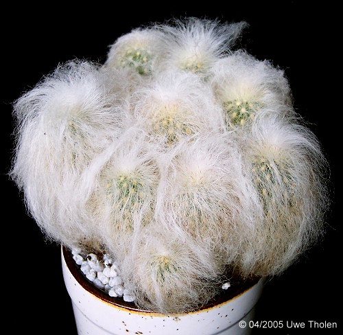 espostoa nana.jpg