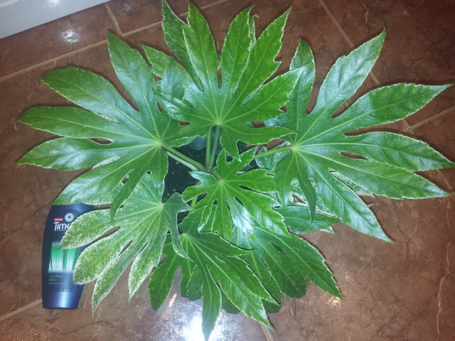 20131024_084638.jpg