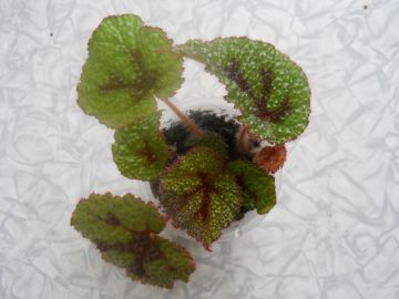 DSCN4308.JPG