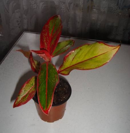 DSC00679.JPG
