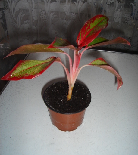 DSC00684.JPG