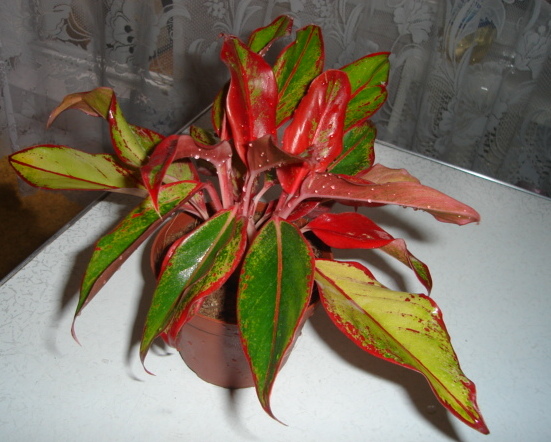 DSC00689.JPG
