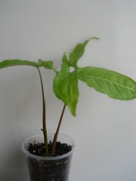 DSCN4306.JPG