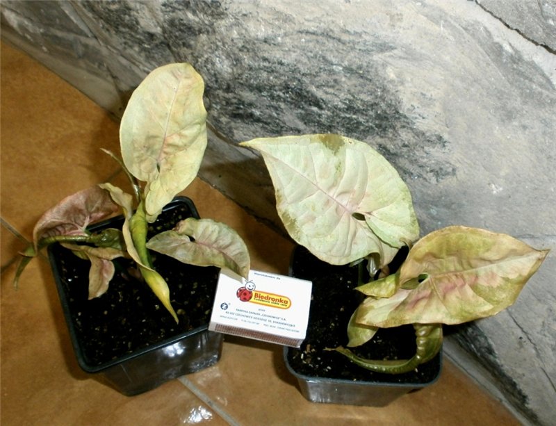 e38bb9437870[1].jpg