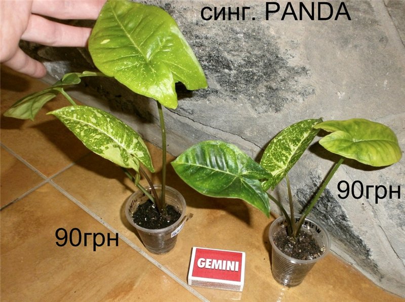 cf07f8ed597d[1].jpg