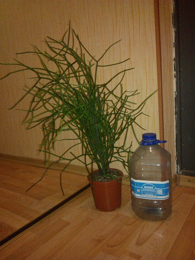 WP_000665.jpg